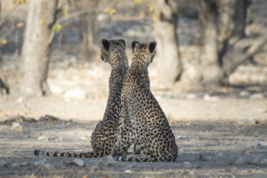 Little Ongava Game Reserve Cheetahs