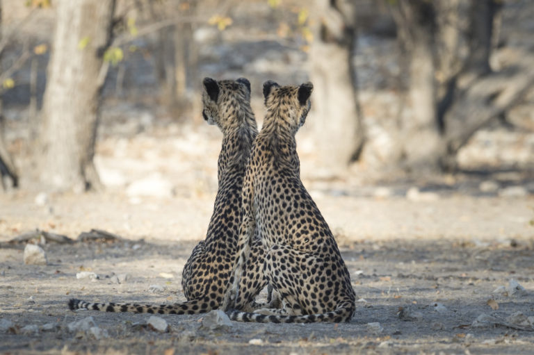 Little Ongava Game Reserve Cheetahs