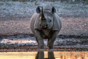Anderssons Camp - Etosha National Park - Namibia
