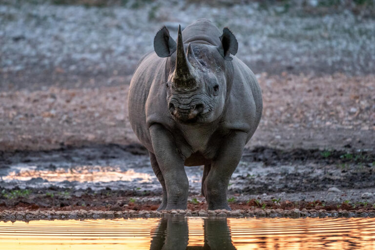 Anderssons Camp - Etosha National Park - Namibia
