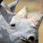 Etosha camping safari