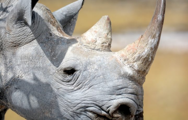 Etosha Camping Safari