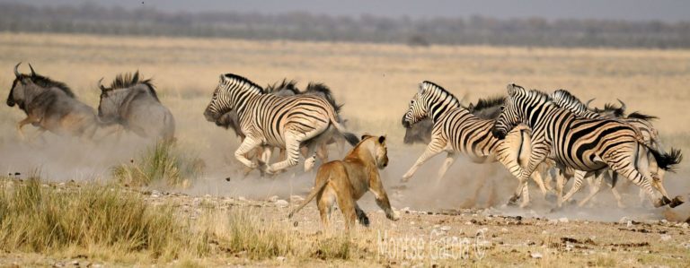 Etosha National Park