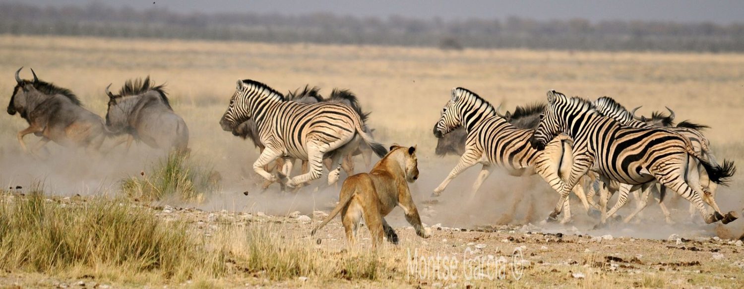 Etosha Nationalpark, Namibia