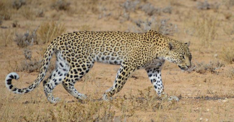 Etosha camping safari