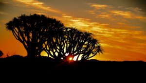 Ultimate Namibia self drive safari