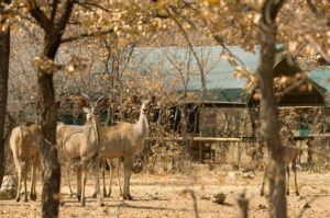 Kudu at Ongava Tented Camp, Etosha National Park