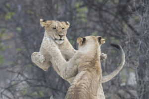 Lions at Ongava Tented Camp, Etosha National Park