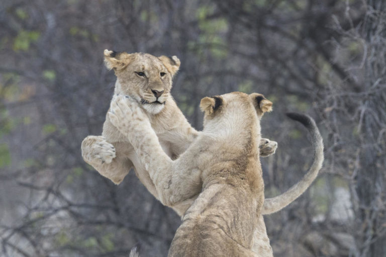 Lions at Ongava Tented Camp, Etosha National Park