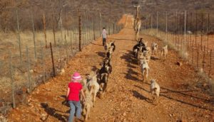 Okutala Etosha Lodge Activities