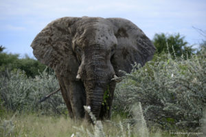 Onguma Camping Etosha National Park
