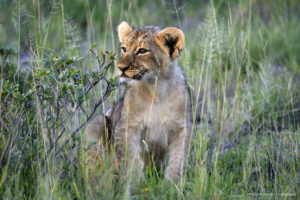 Onguma Game Reserve Safari