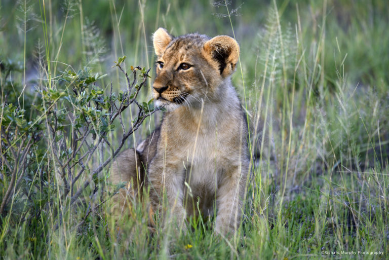 Onguma Game Reserve Safari