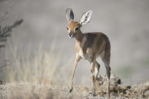 See amazing wildlife at Ongava, Etosha National Park