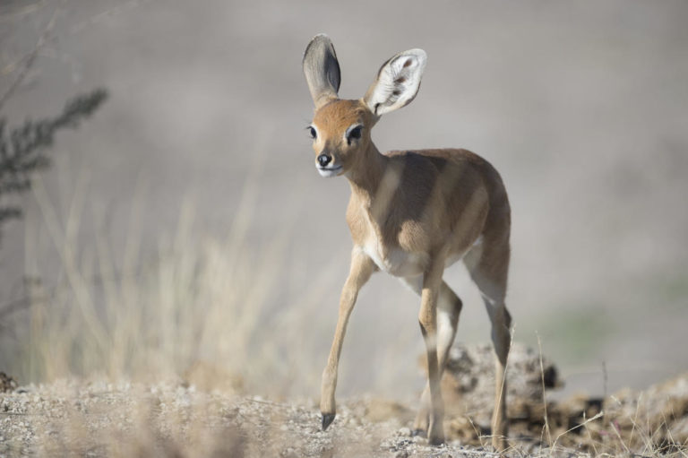 See amazing wildlife at Ongava, Etosha National Park