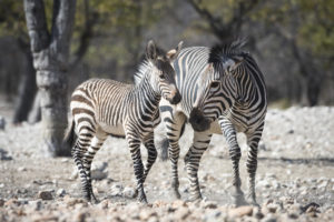 Zebra mother and baby at Ongava Tented Camp, Etosha National Park