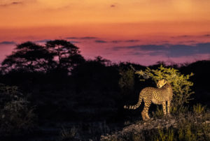 Cheetah at sunset Onguma Nature Reserve, Etosha National Park, Namibia