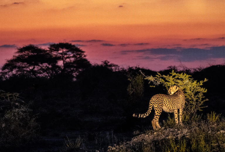 Cheetah at sunset Onguma Nature Reserve, Etosha National Park, Namibia