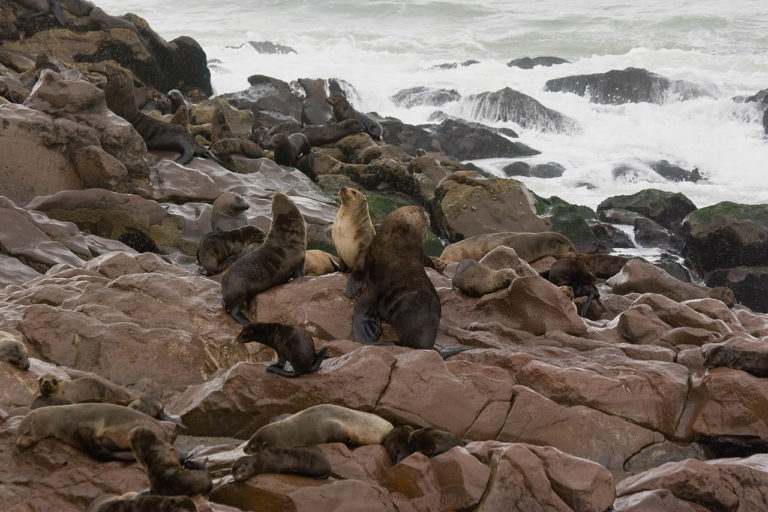 Cape Cross Seals