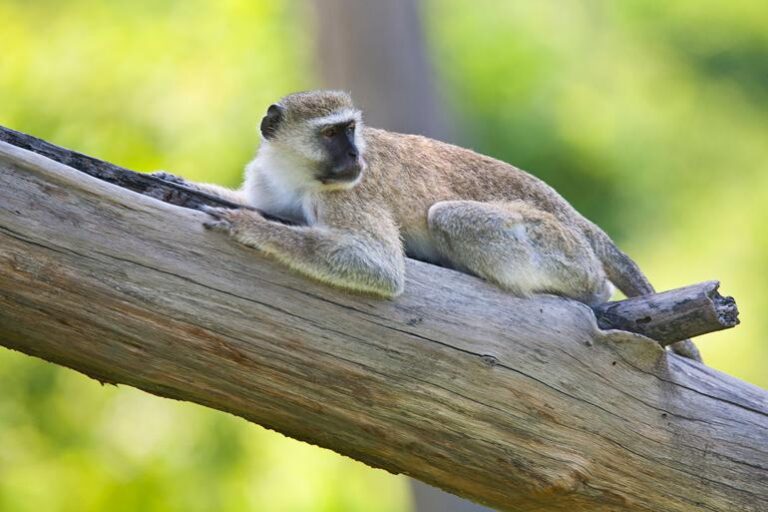 Popa Falls Resort - Etosha National Park - Namibia