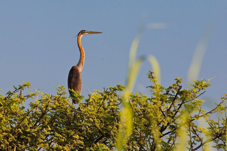Popa Falls Resort - Etosha National Park - Namibia