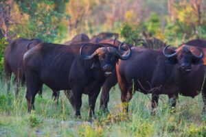Popa Falls Resort - Etosha National Park - Namibia