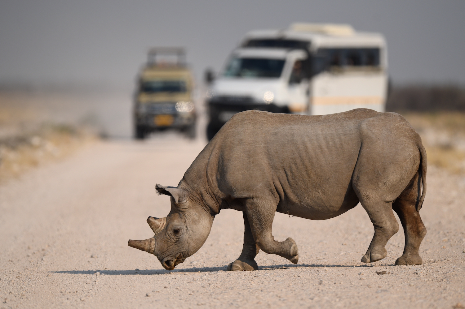 Game Viewing