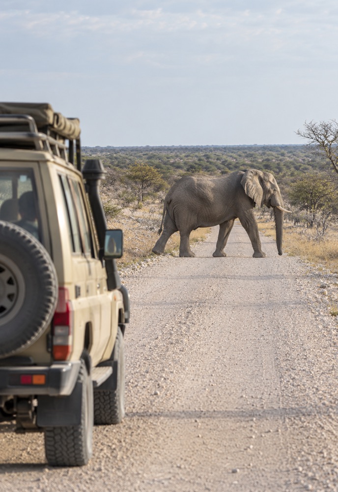 Safari vehicle waiting while an elephant crosses an Etosha road