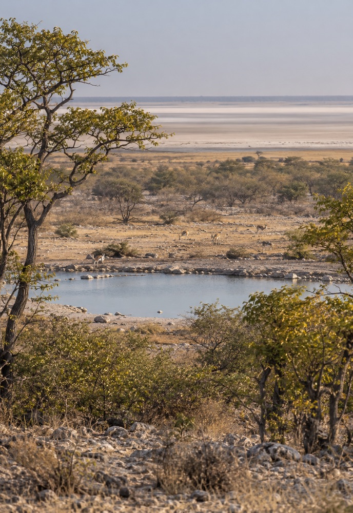 Etosha waterhole and woodland overlooking the pale salt pan